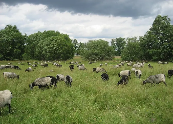 Heideidylle 公寓 阿默灵豪森